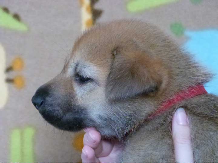 chinook puppy